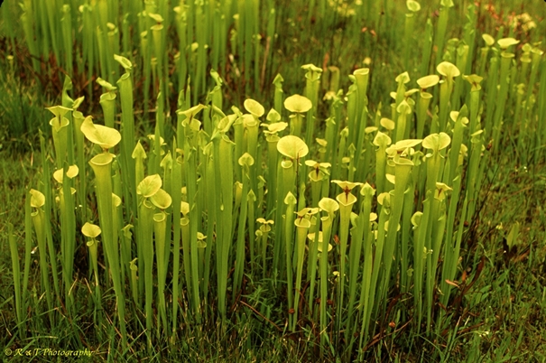 {Sarracenia flava}